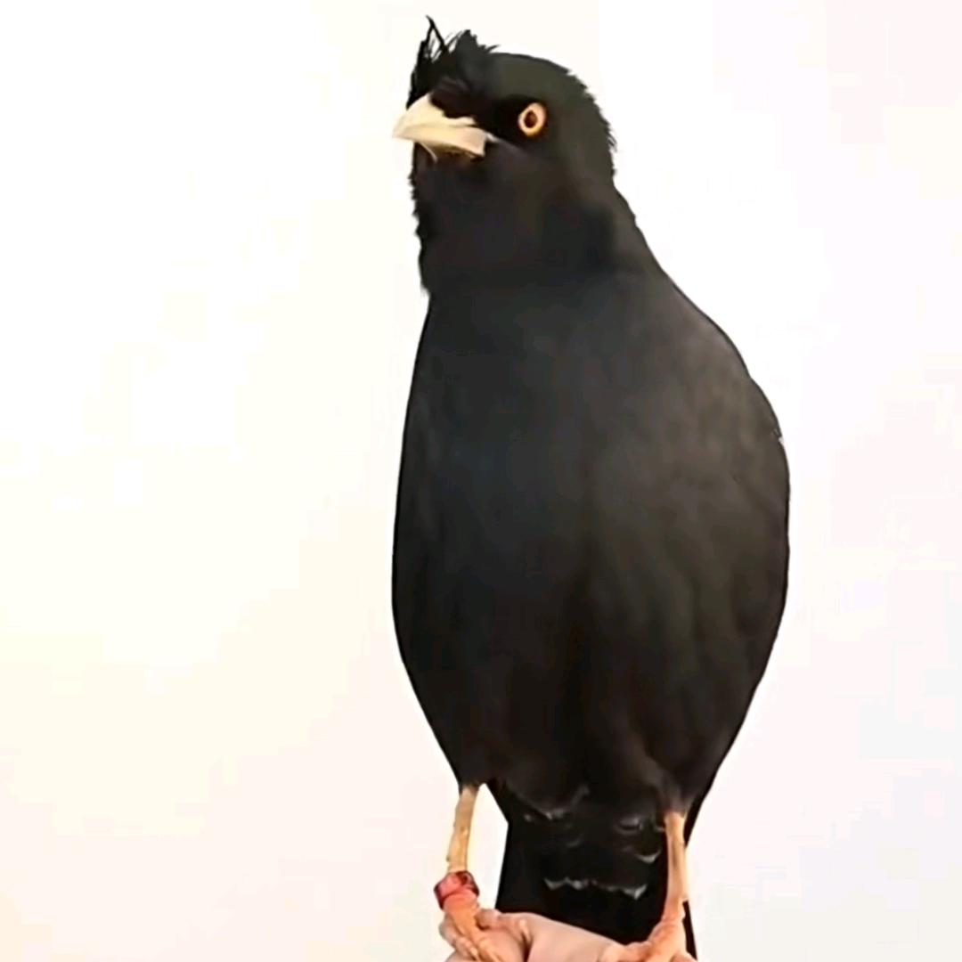 喀什黑八海八哥