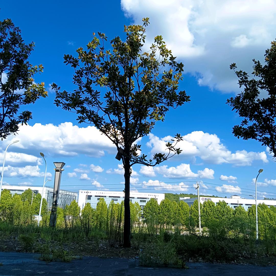 ᰔᩚ᭄🥀岁月ℛ吴痕꧔ꦿᩚ࿐