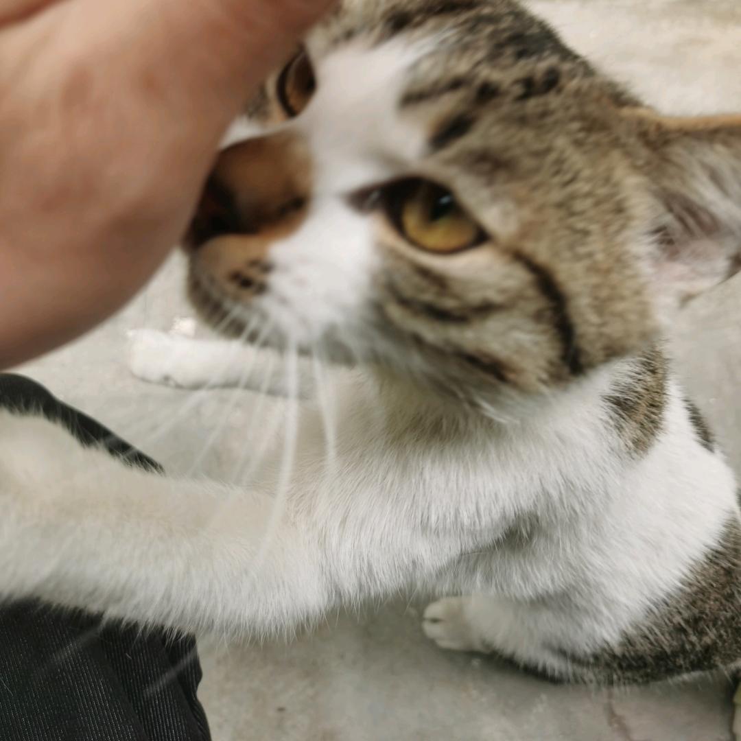 金刚兔女郎