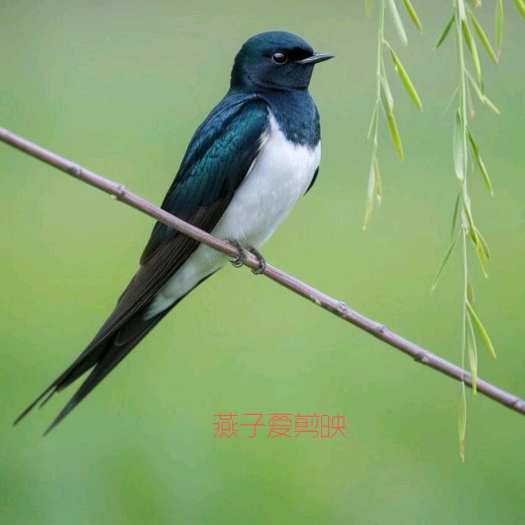 燕子爱尚影视