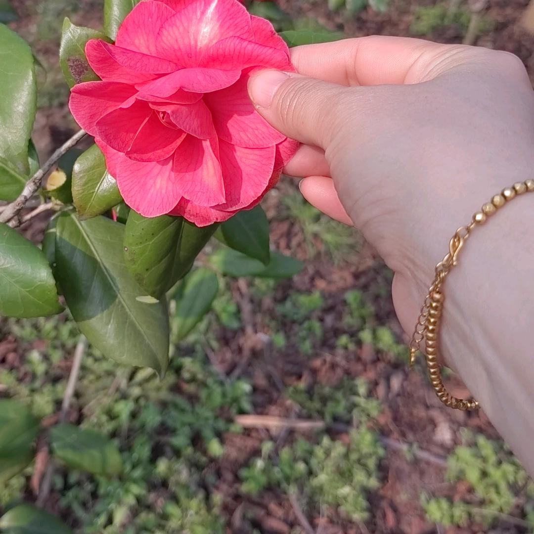 （腊月梅）一枝独秀