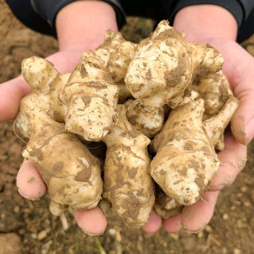 老三的菜园百亩洋姜