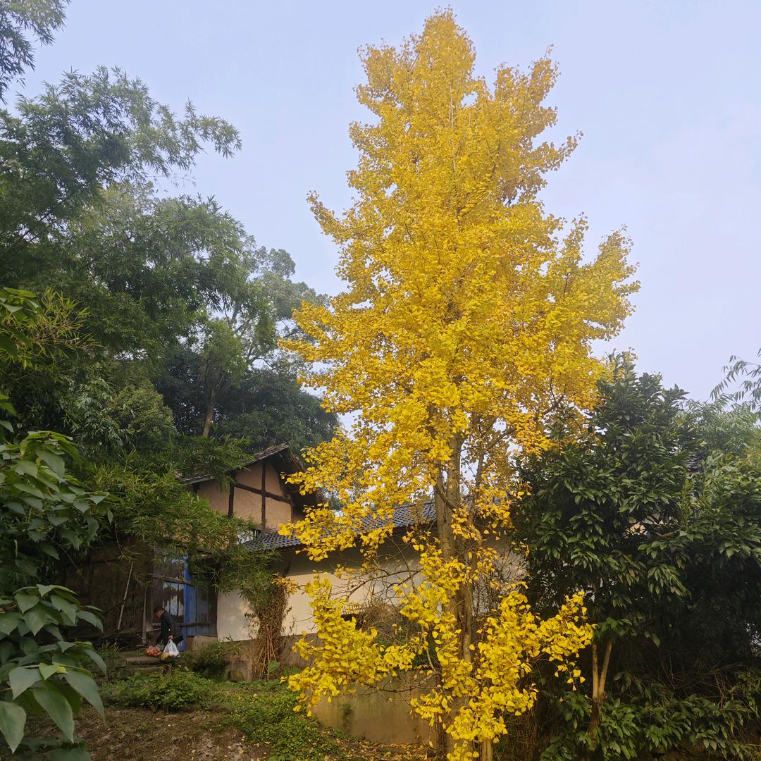 爱是金山