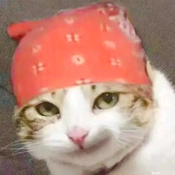 蕉太猫
