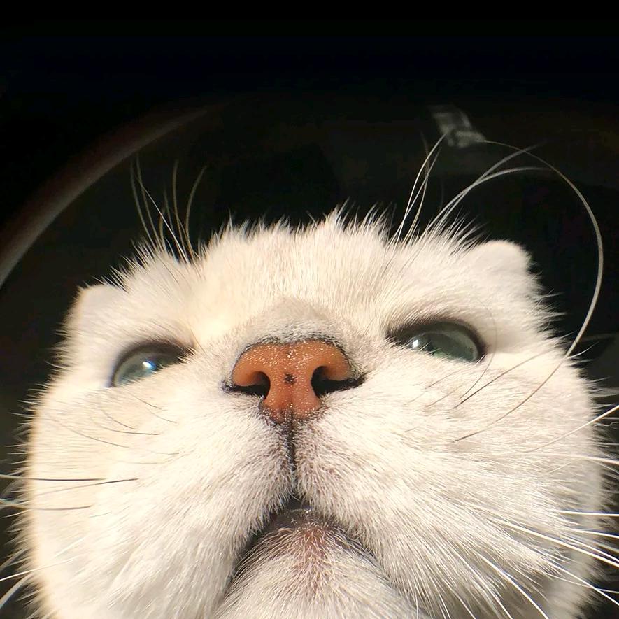 纯白