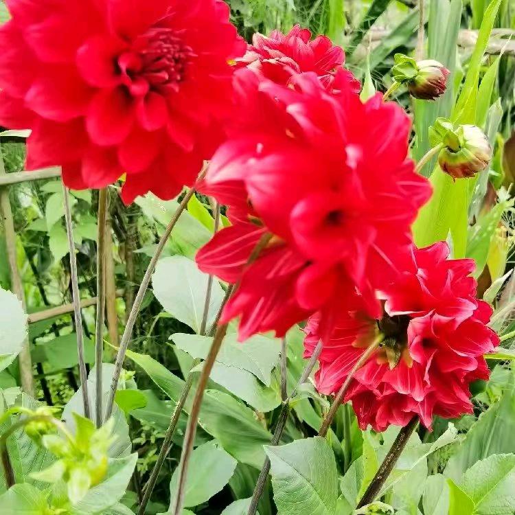 爰的世界只有你