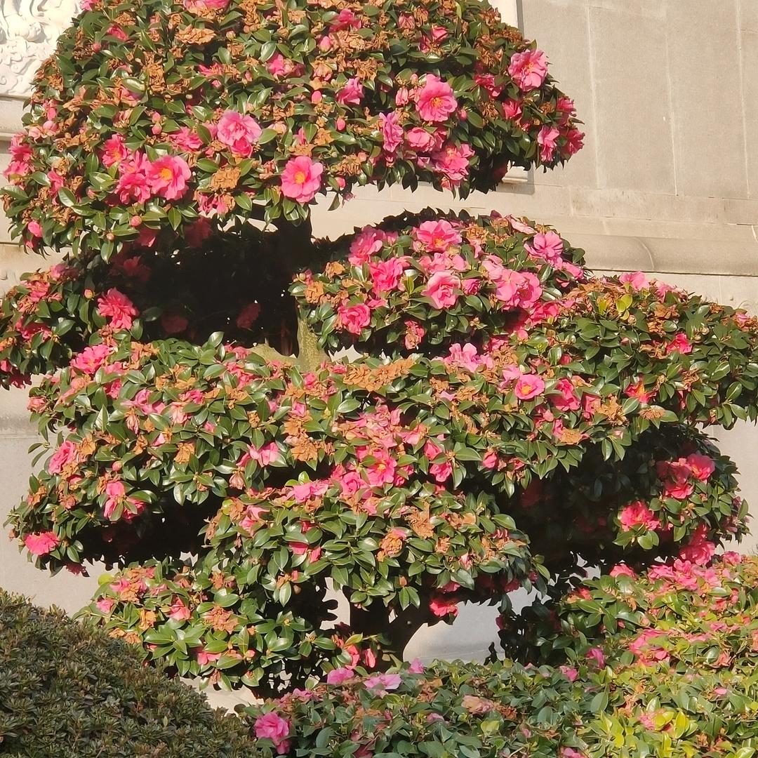梅二姐