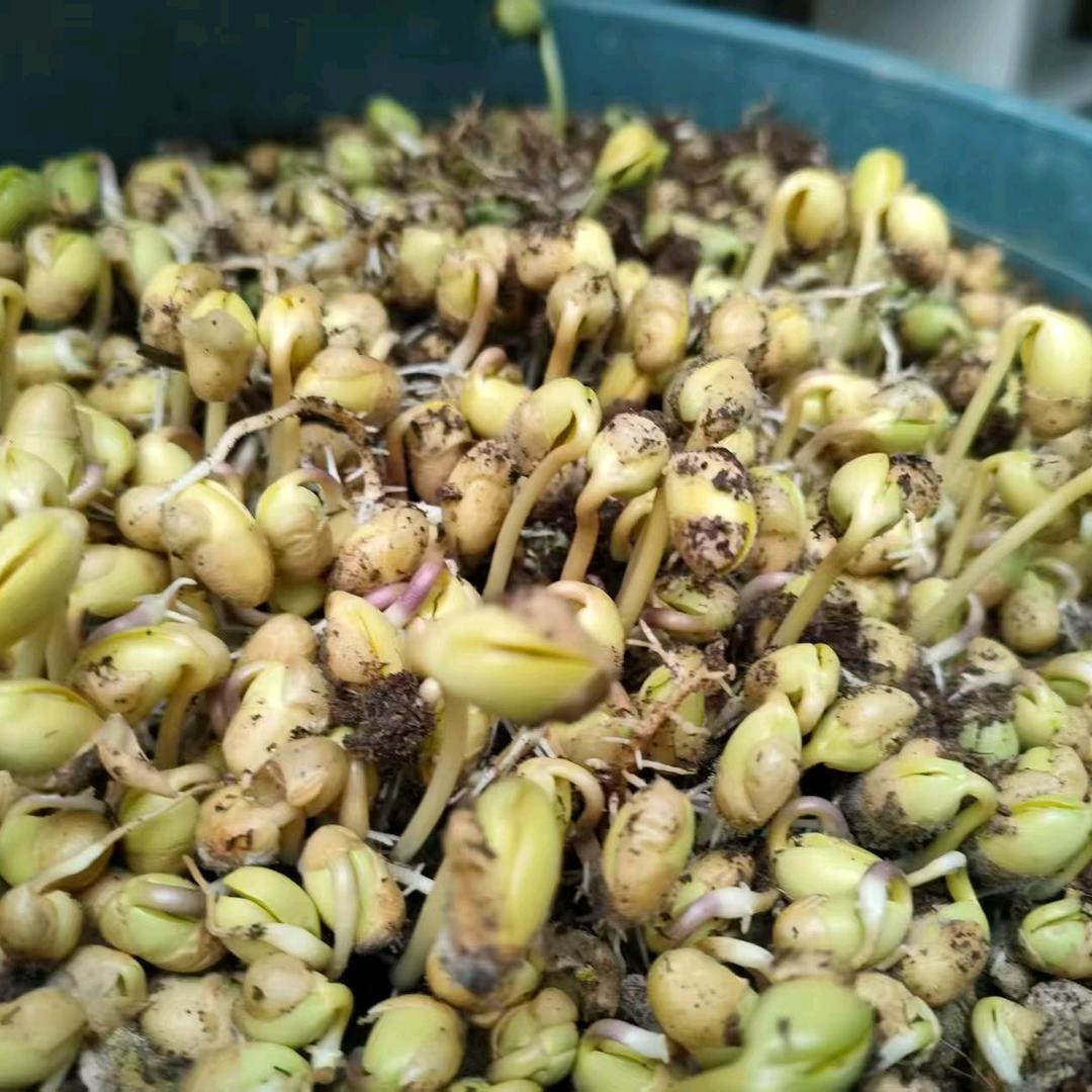 绾青（食疗定制）