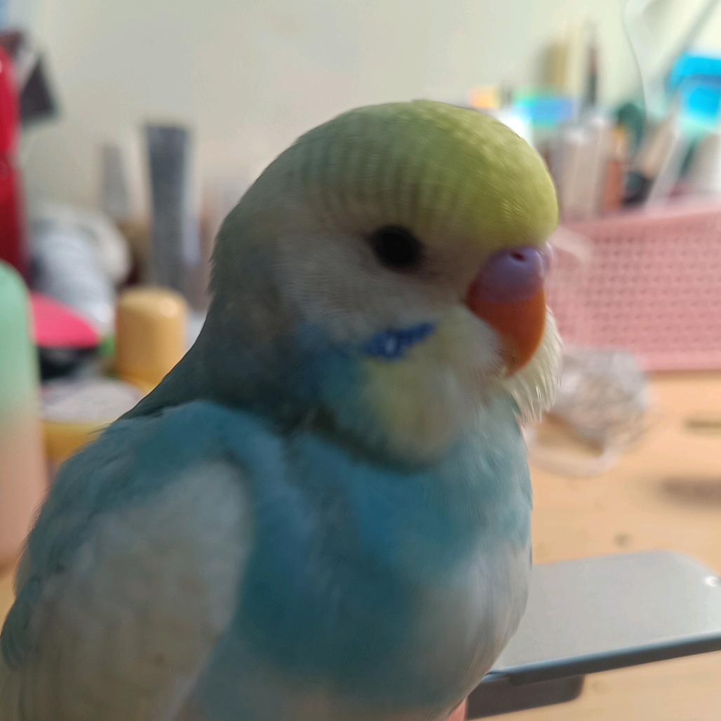 🐦小满