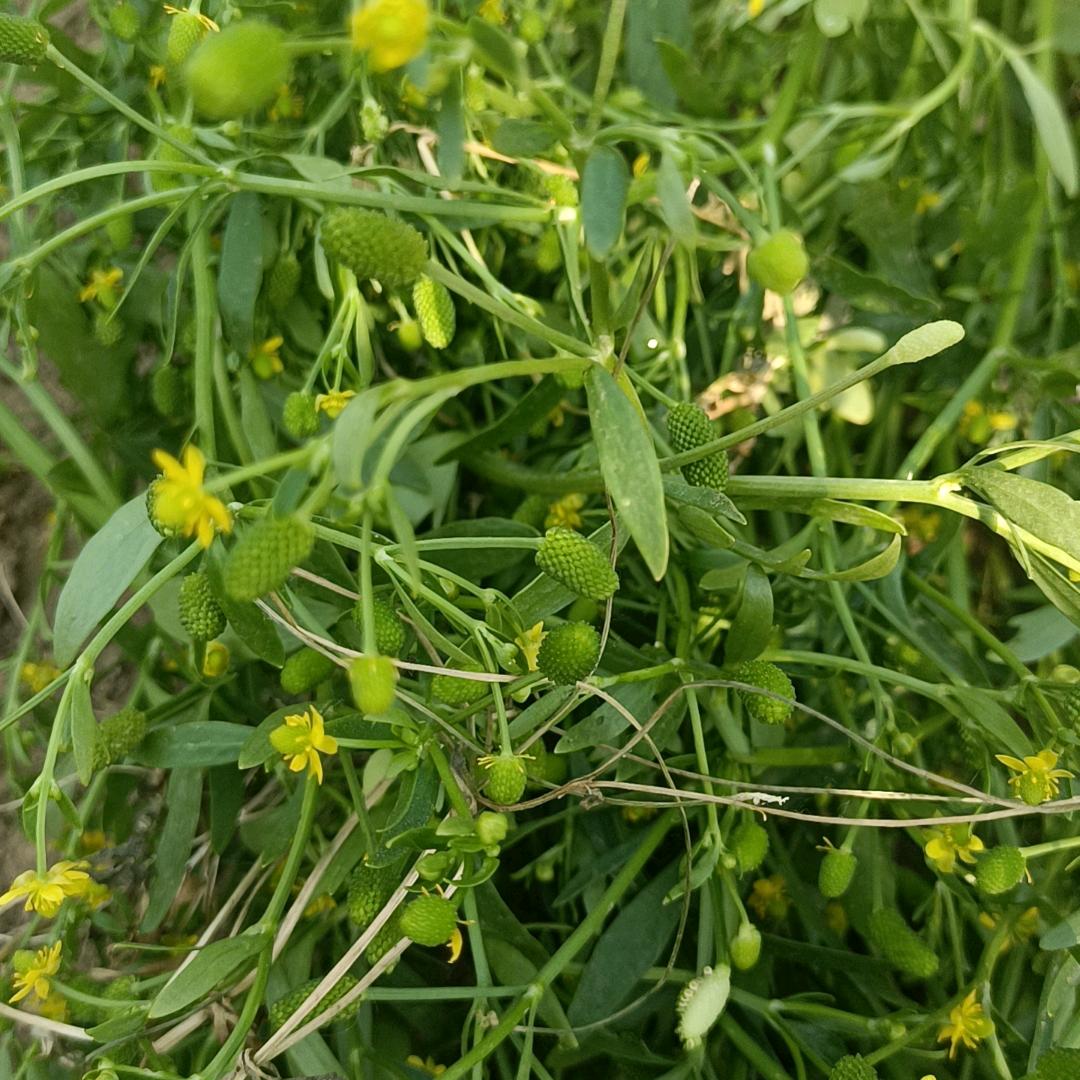 好人一平安
