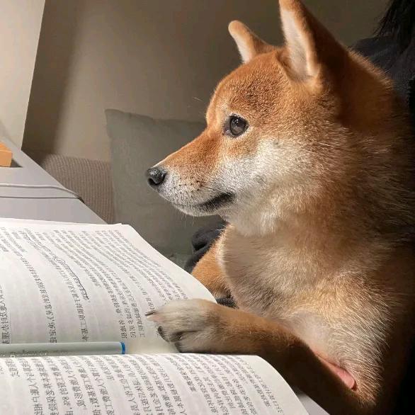 卖月饼的大大大大西瓜