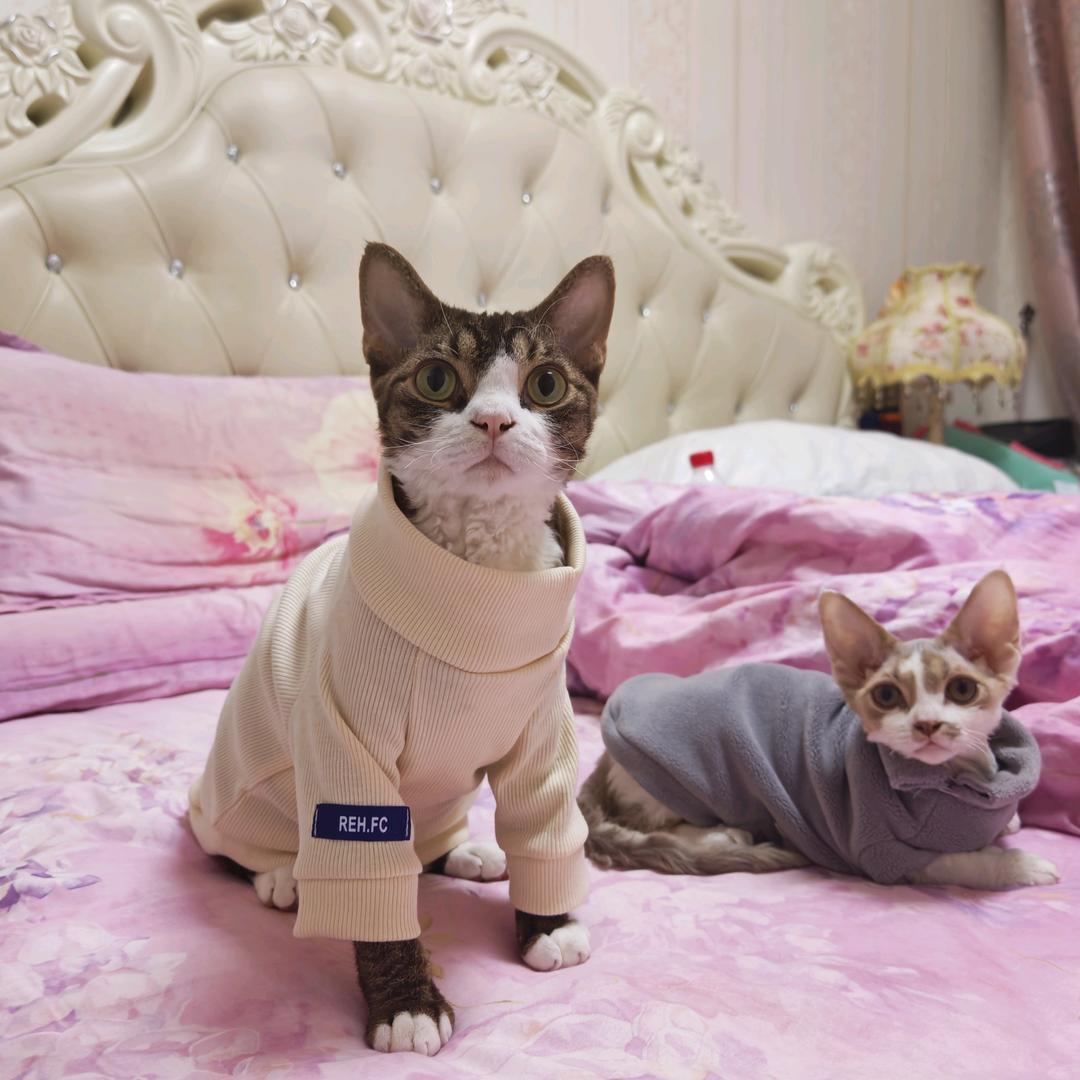 玥玥的养猫日常