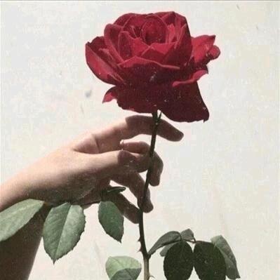 青蛙和狗