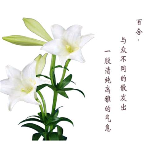 明天会更好*