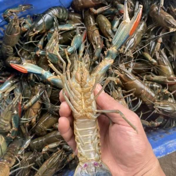 聚硕淡水澳龙基地