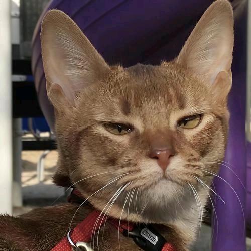 内向胆小陈同学