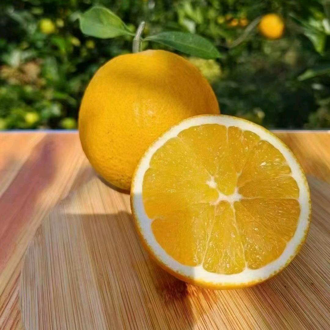 甜橙蜜橙(赣南脐橙)