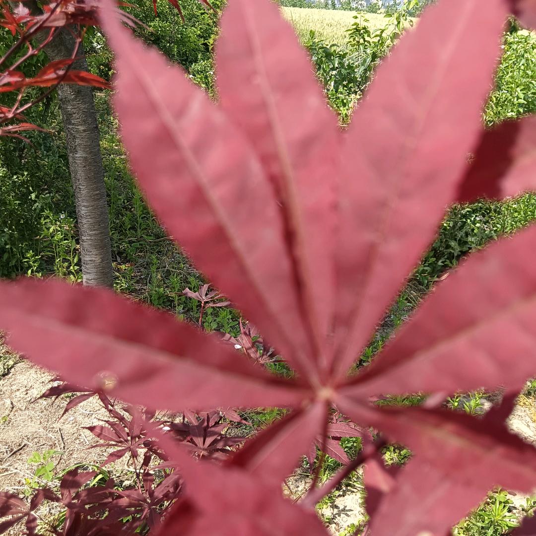一叶红枫