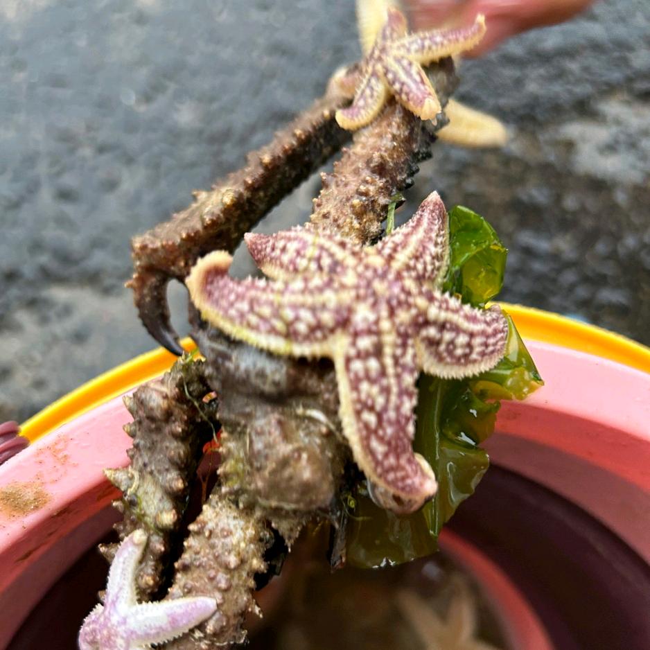 爱吃土豆的福气满满