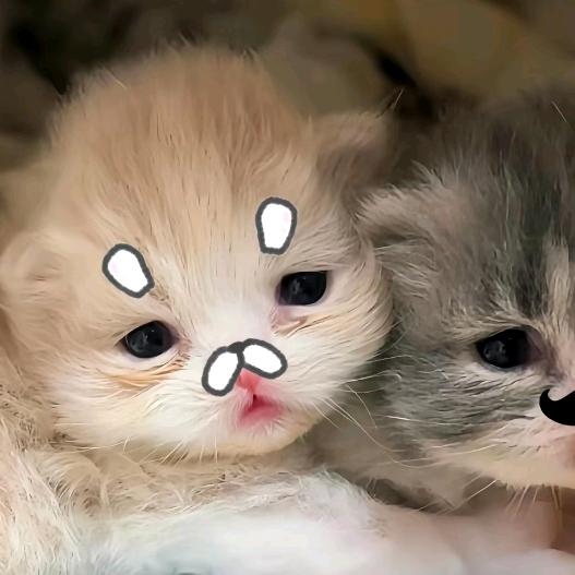 小猫ฅ