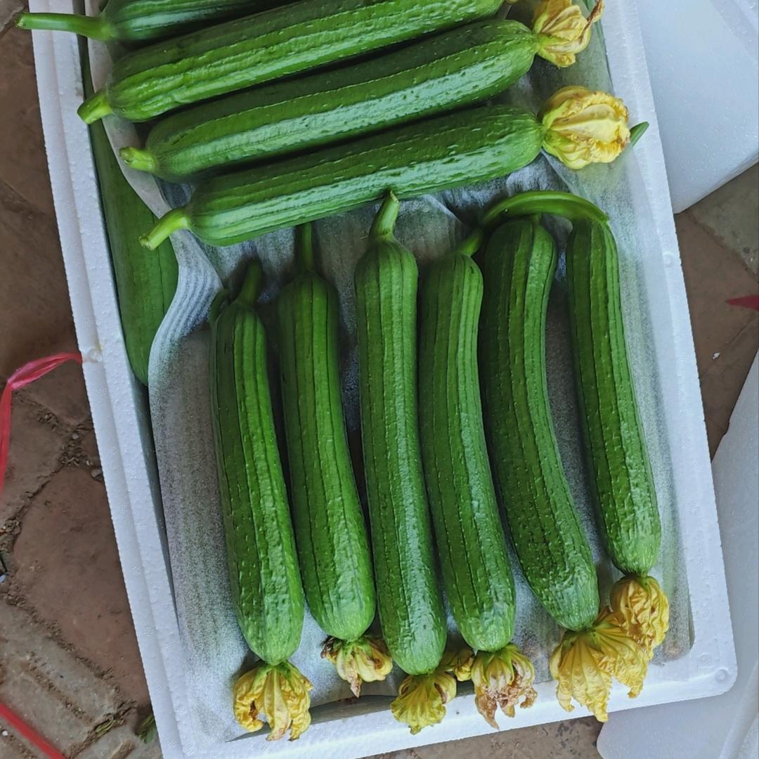 濮阳市油皮丝瓜直发