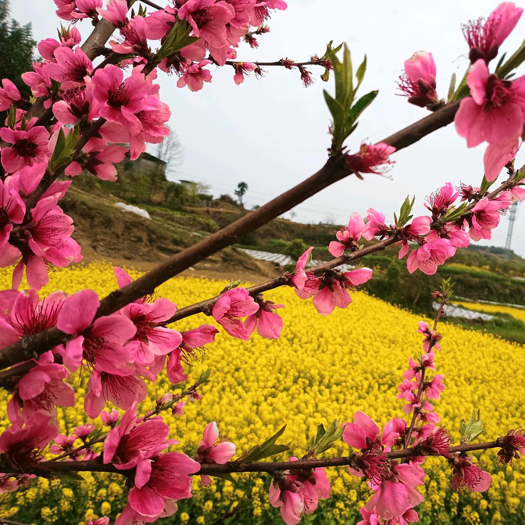 🌿恬静春风🍀