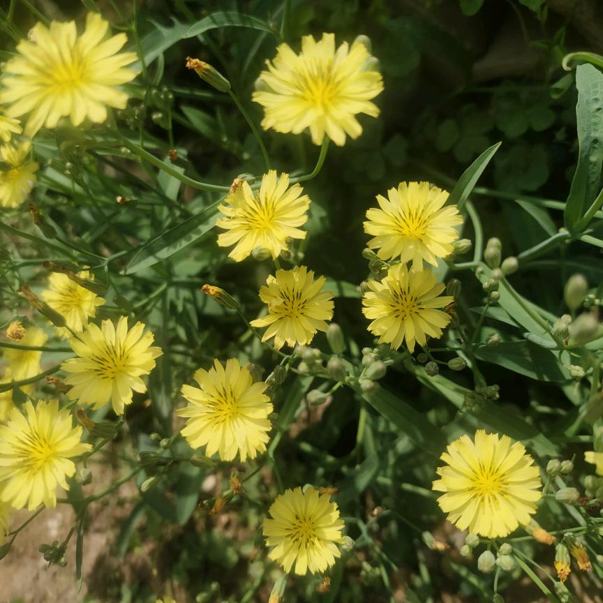 小花花