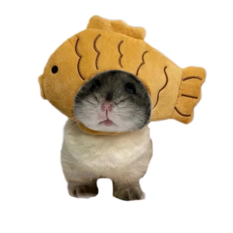 芝士🫕