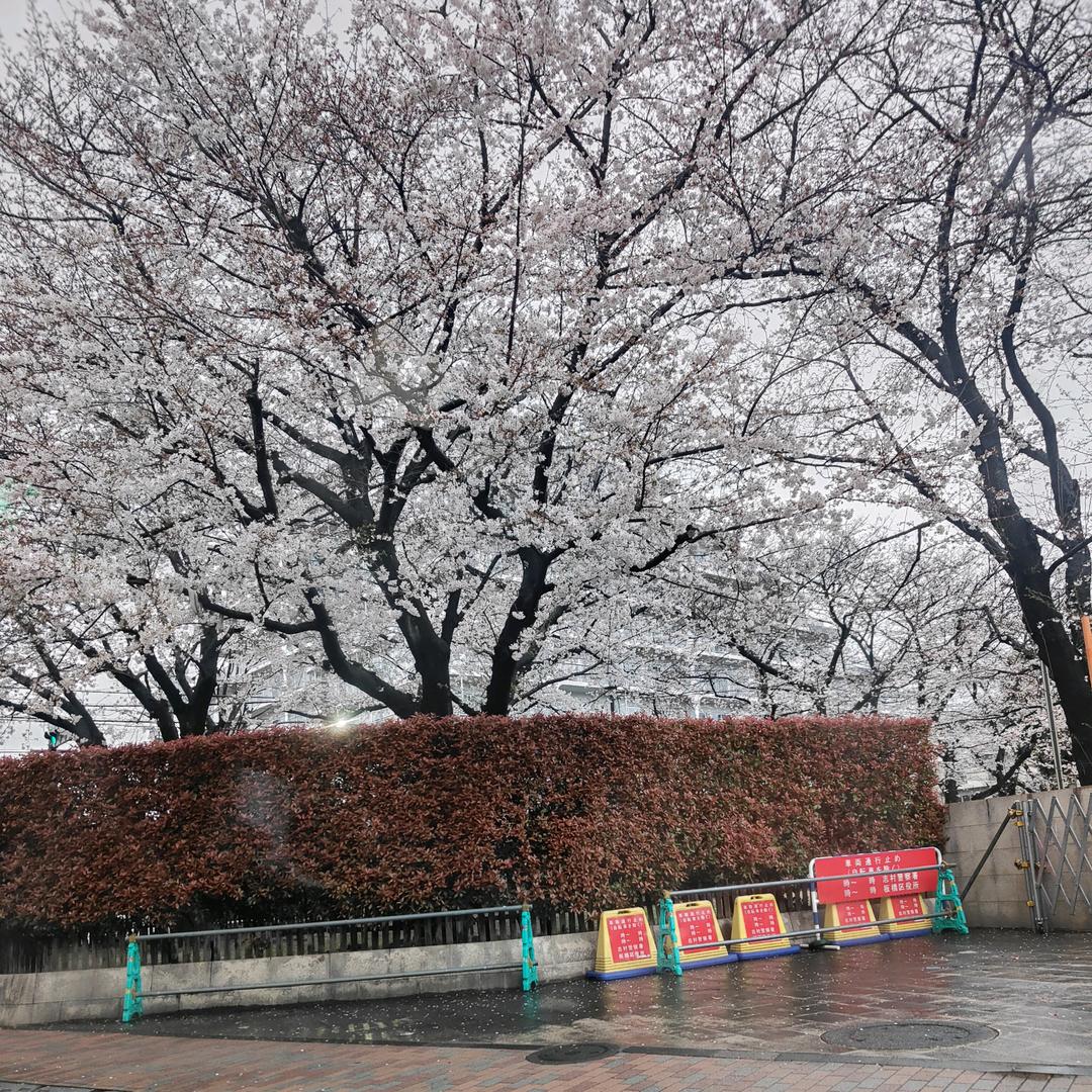 小曲的日本生活