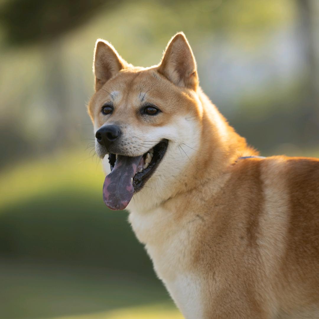 啊雨田园犬