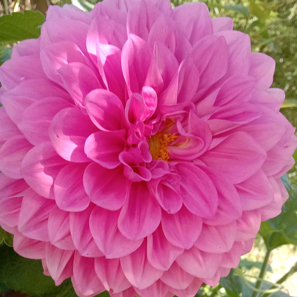 幸福的家🌷🍀🌹