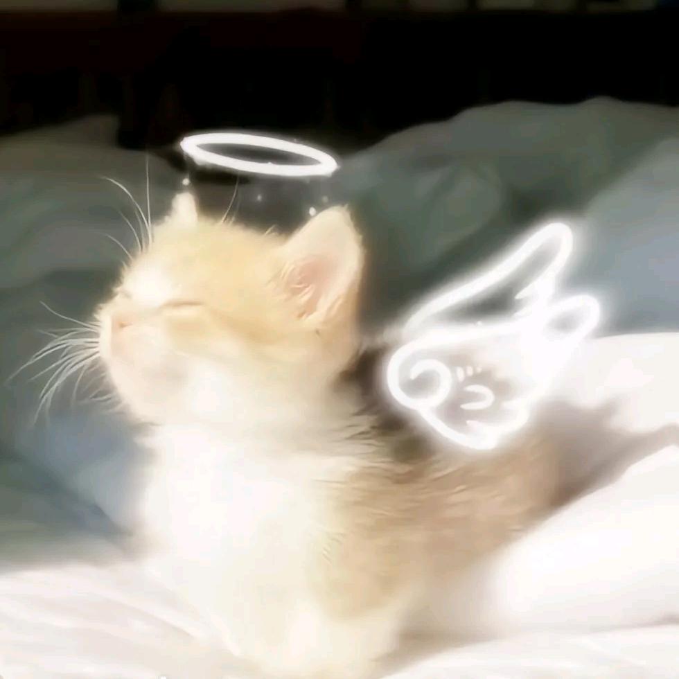 ฅ 😽ฅ