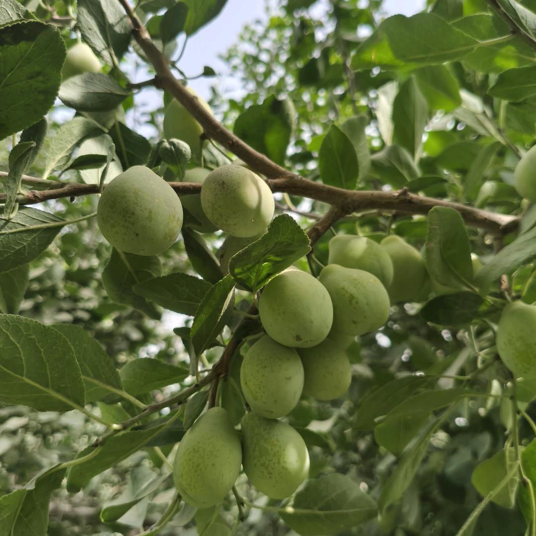 河南人在新疆喀什做鲜果的小姐姐