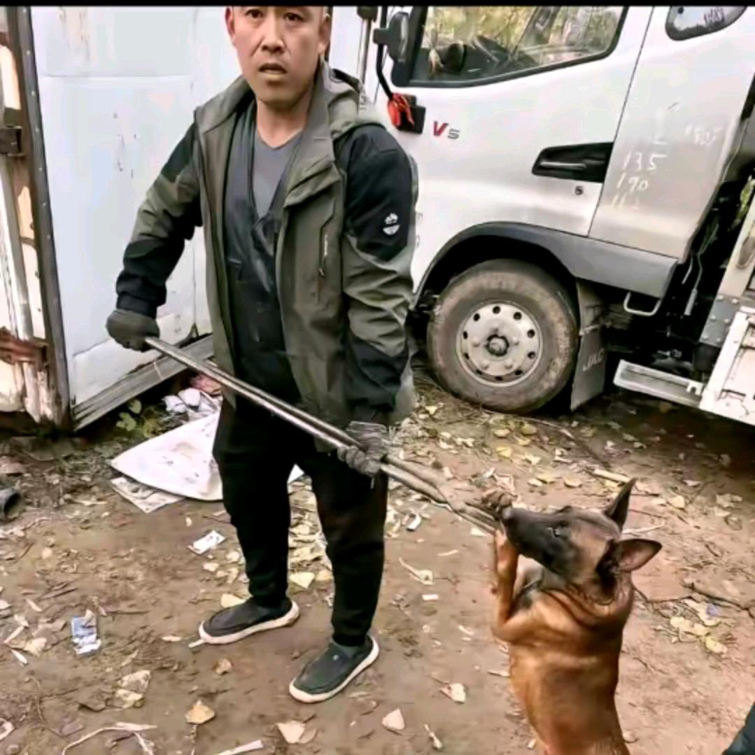 刘哥专业套狗20年