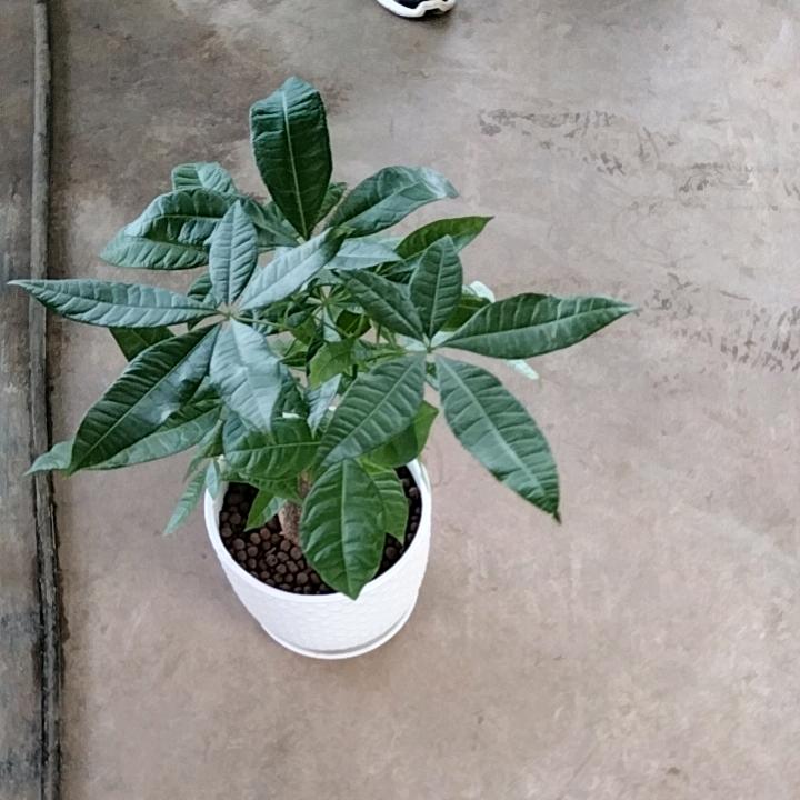 华艺泽苗木花会