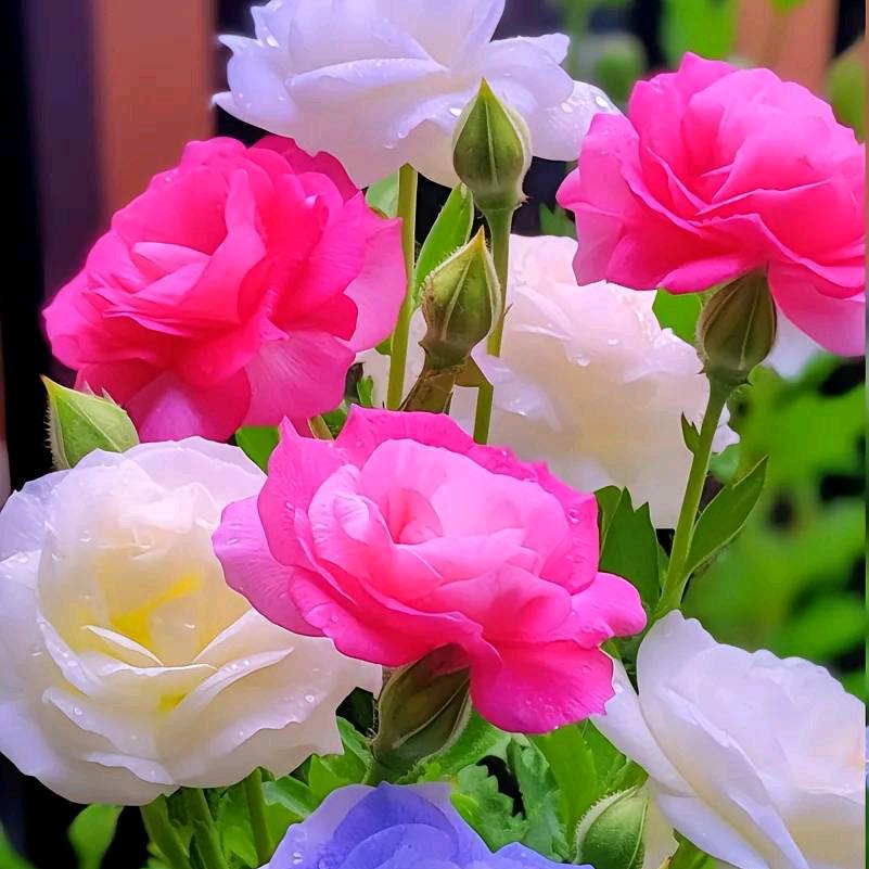 雨后彩虹 ALS