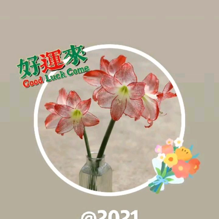 hy221巢湖梦馨花坊