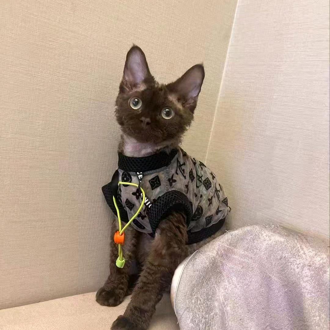 鱼鱼不吃鱼