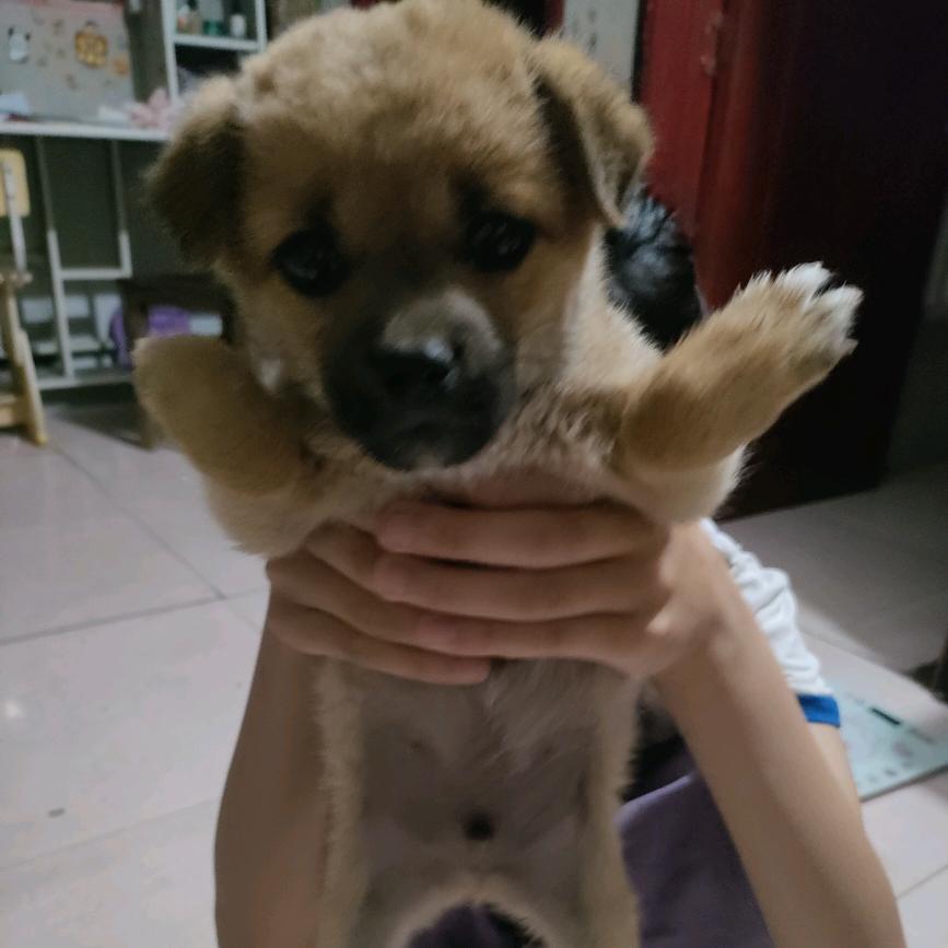 七两