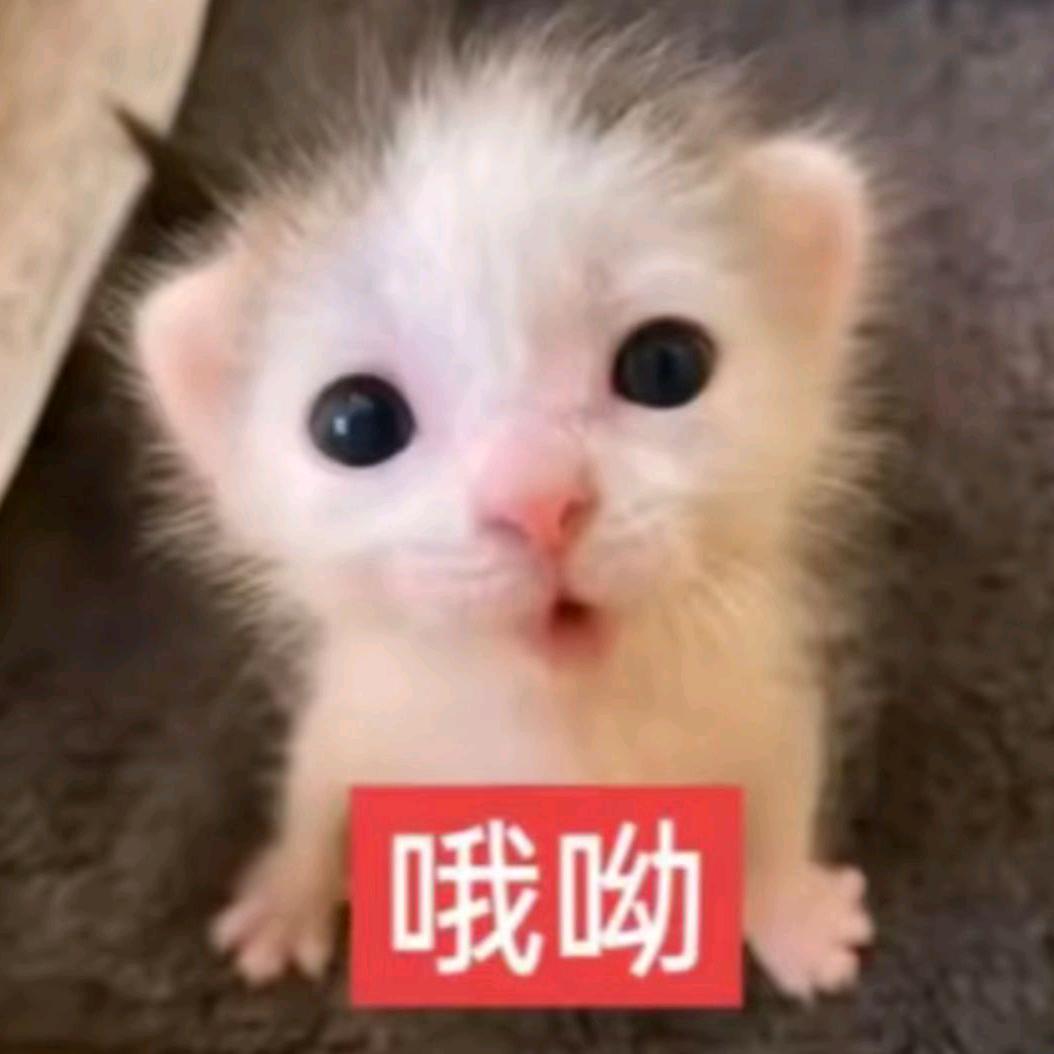 小耳朵
