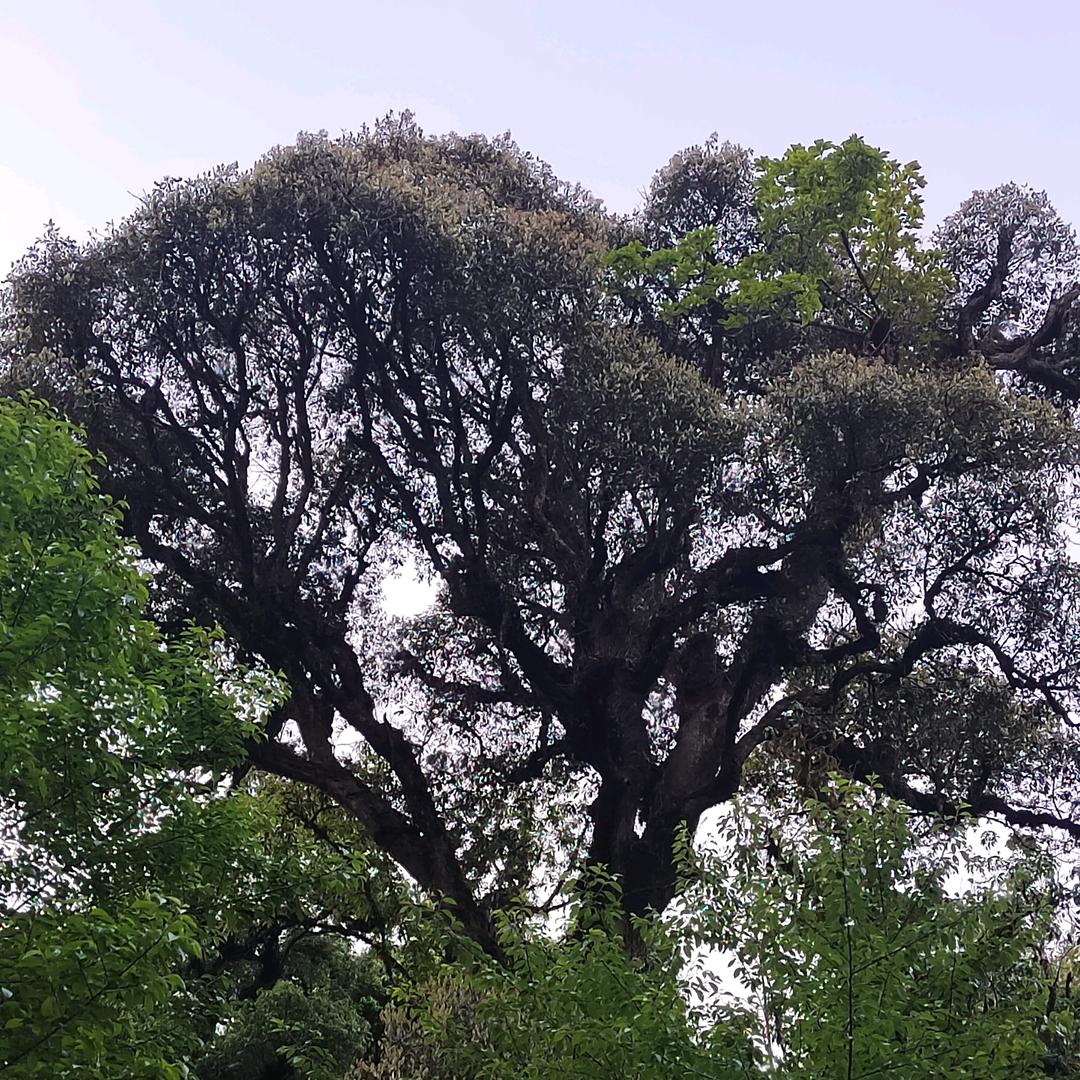 哀牢一火烈鸟🦆