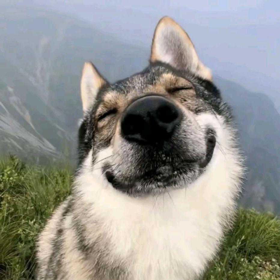 狗