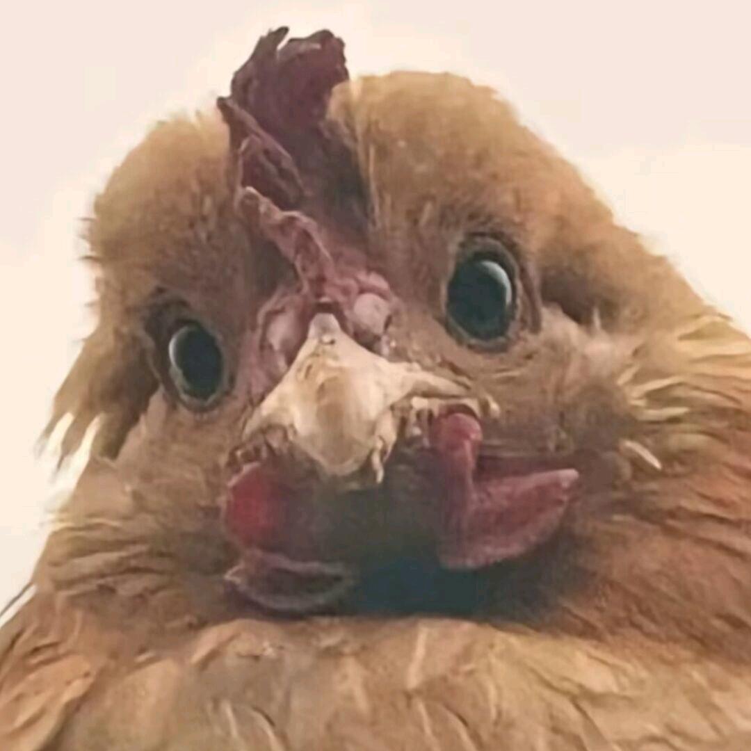 德川的二大爷