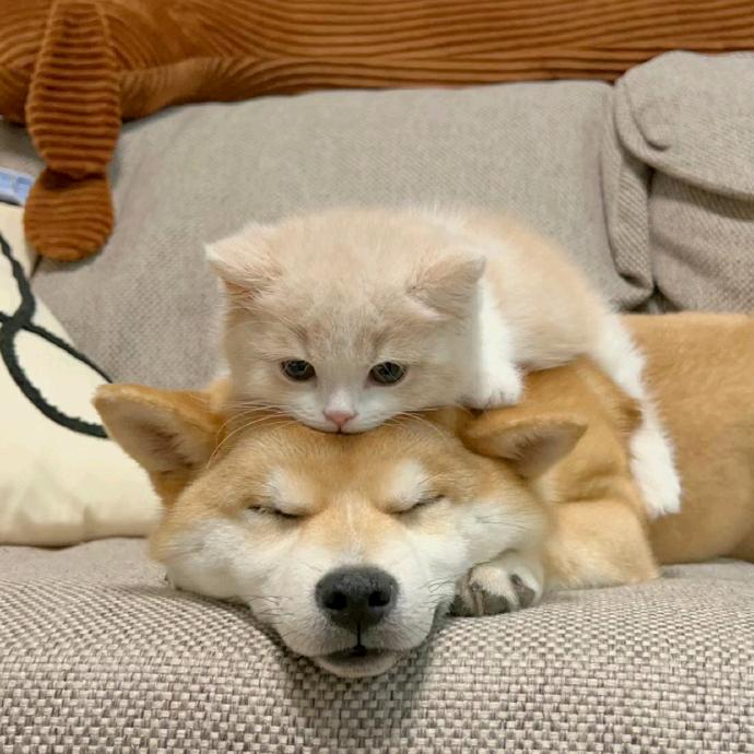哈宠优