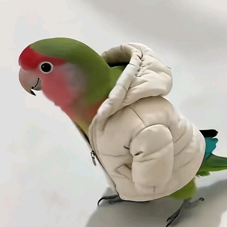 牛叫筋
