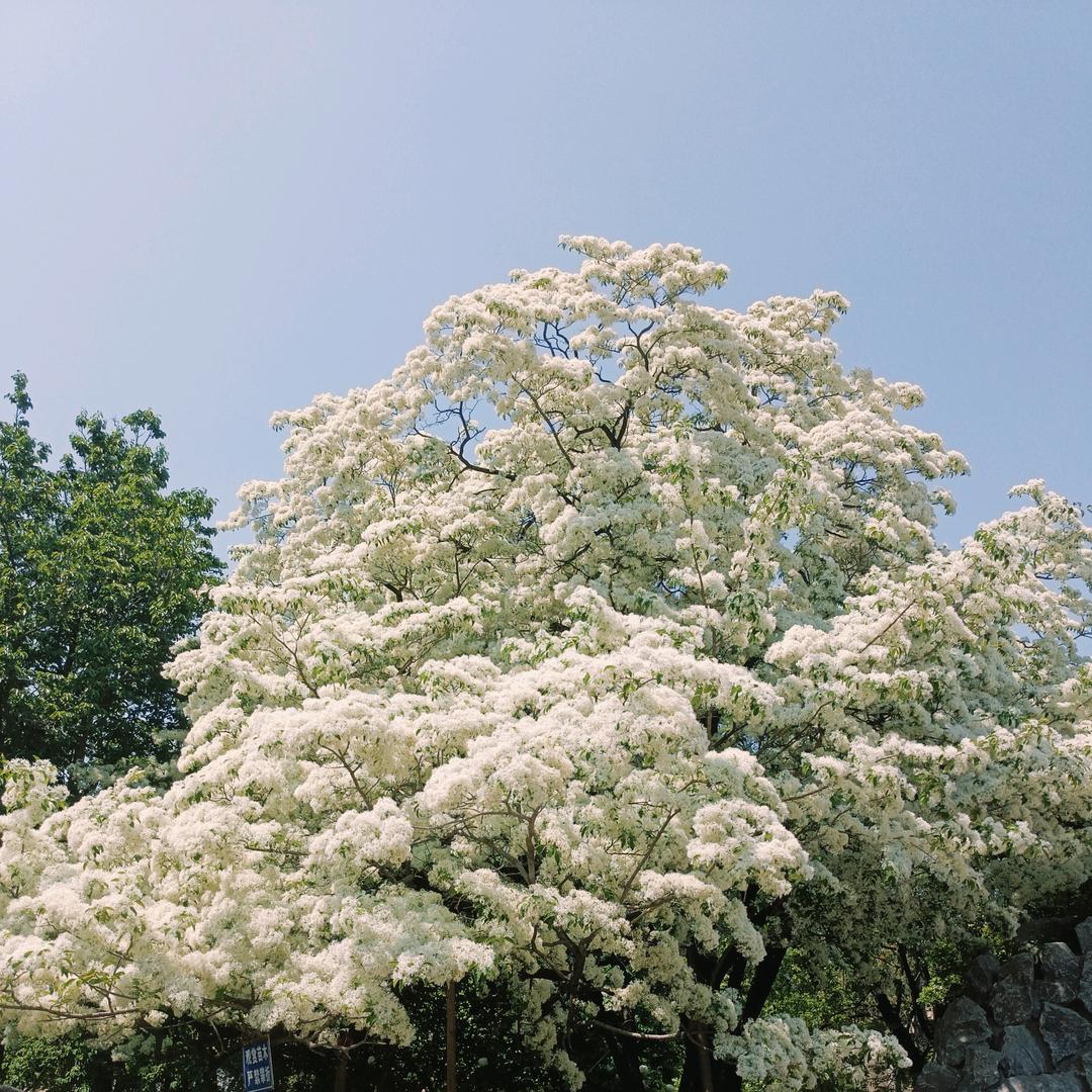 妳識莪嘚舂罅楸苳