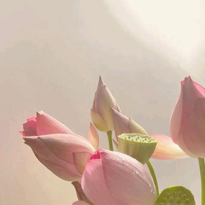 小苹果