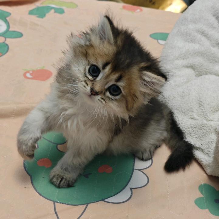 🧶金百万的亿点点日常