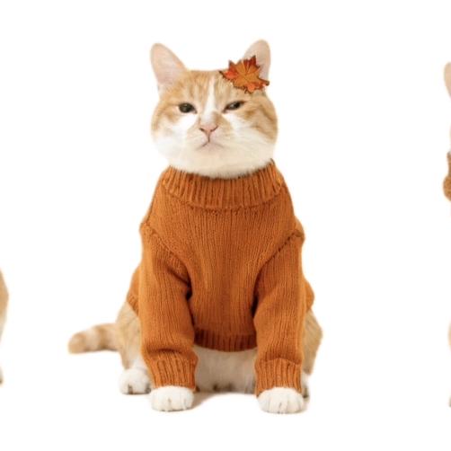 臭臭是幸运喵喵