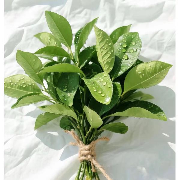 栀子花